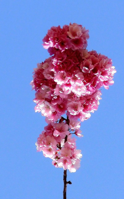 垂枝樱花的象征是什么