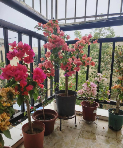 家庭养花用生根粉