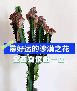 彩春峰的寓意是什么