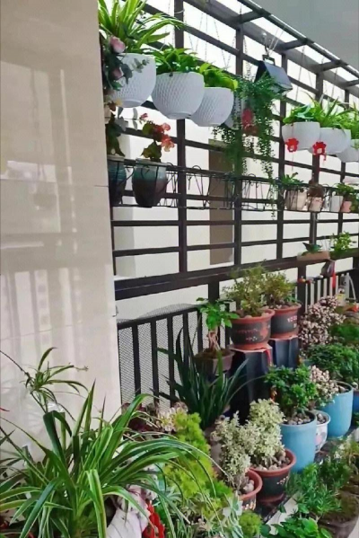 家庭养花用生根粉