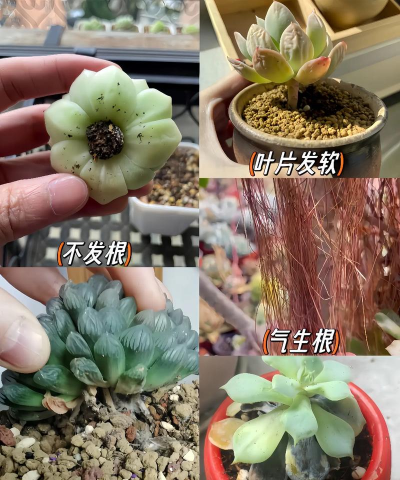 多肉洗根用什么消毒