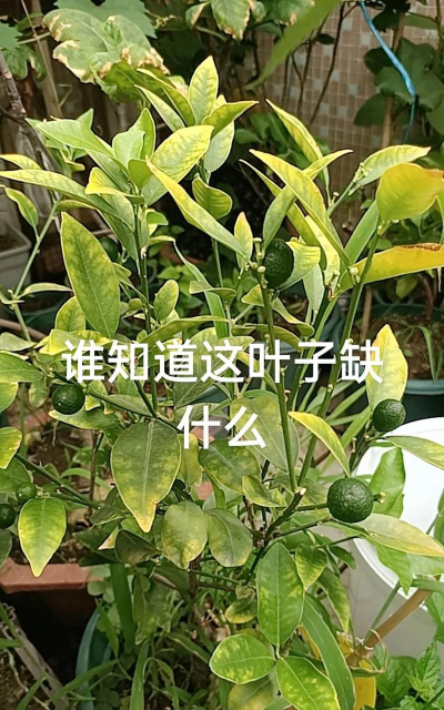 蜜橘叶子发黄怎么办