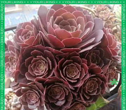 圆叶法师冬天怎么养