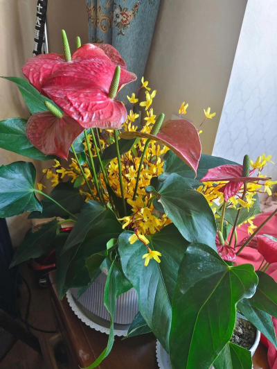 家庭养花用生根粉