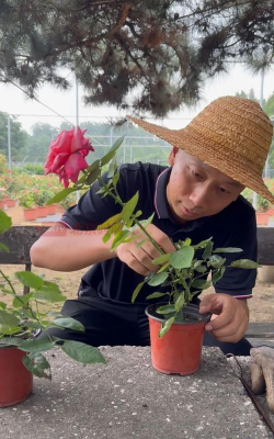 家庭养花用生根粉