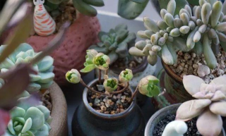 家庭养花用生根粉