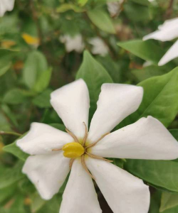 黄栀花长什么样