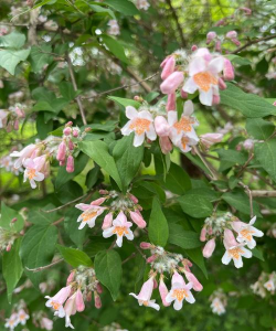 山苏花是什么季节开花