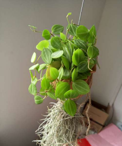 松萝铁兰有什么用途