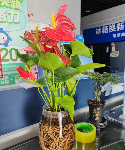 家庭养花用生根粉