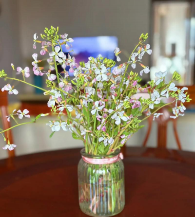 樱桃萝卜花什么样