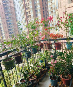 家庭养花用生根粉