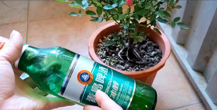 家庭养花用生根粉