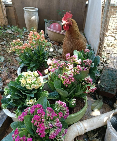 家庭养花用生根粉