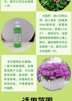 欧石竹花用什么肥