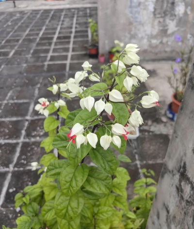 家庭养花用生根粉