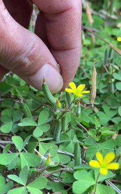 酸浆草的叶为什么复叶