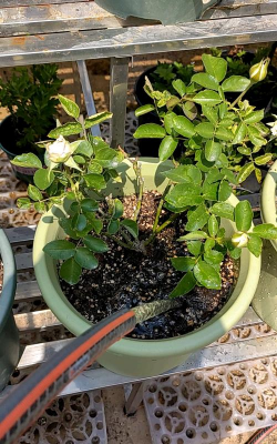 家庭养花用生根粉