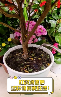 家庭养花用生根粉