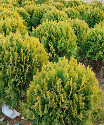 洒金柏树什么季节造形好