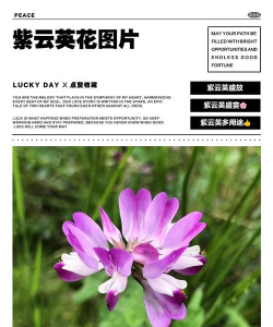 紫云英什么时候成熟