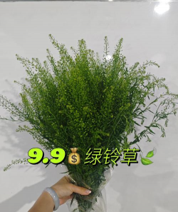 盆栽上绿绿的是什么草