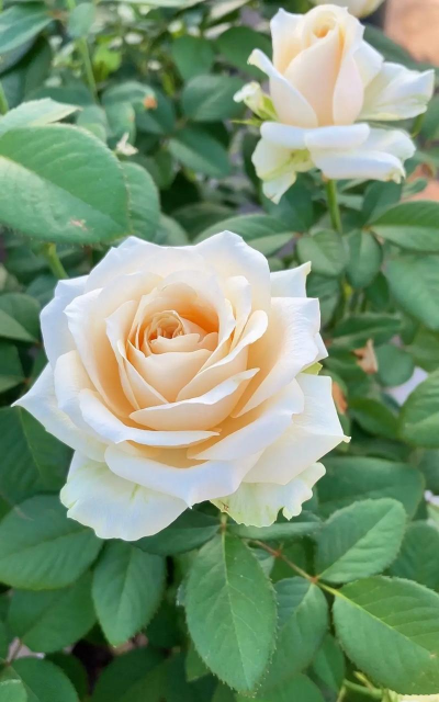 蜜桃雪山是什么样的