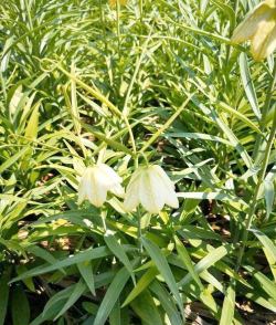 浙江新鲜贝母什么样