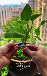 家庭养花用生根粉