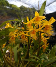 小鼓槌石斛也叫什么石斛