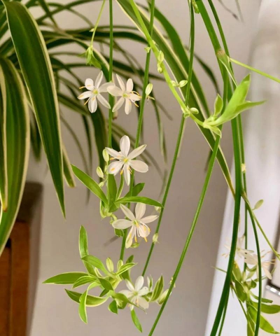 家庭养花用生根粉