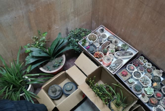 家庭养花用生根粉