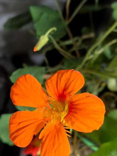 旱莲多开花上什么肥 旱莲多开花上什么肥