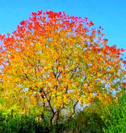 乌狗树长什么样子