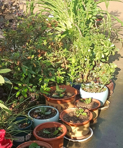 家庭养花用生根粉