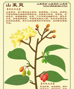 白茱萸花语是什么意思