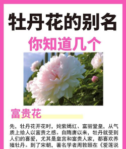 牧丹花被称为什么