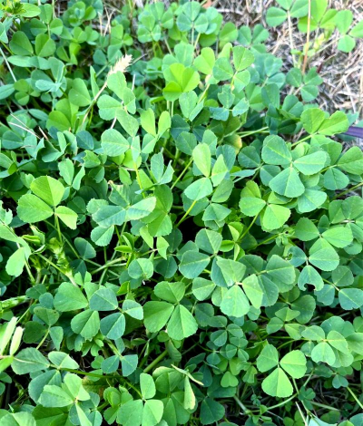 牛喂的苜蓿属于什么植物