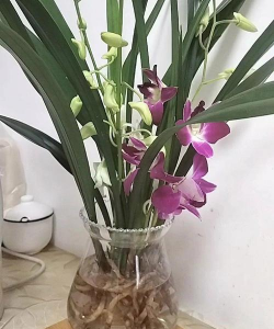 家庭养花用生根粉