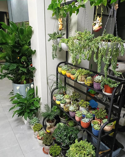 家庭养花用生根粉