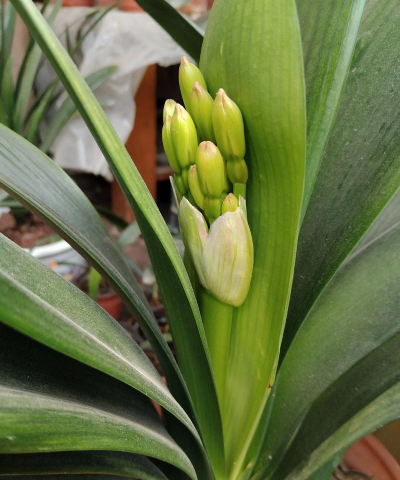 大宽叶是什么花