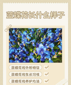 蝴蝶花是什么原因