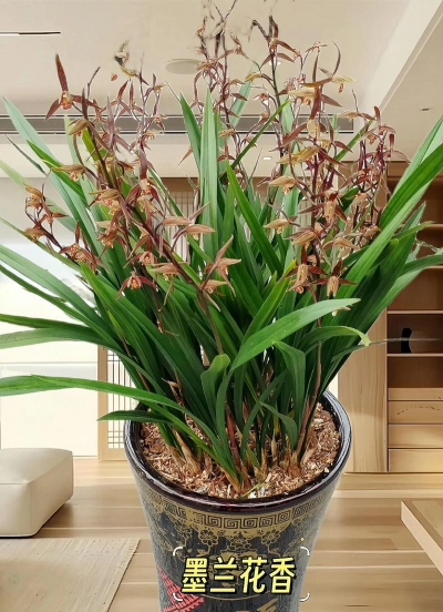 墨兰花什么的后开花