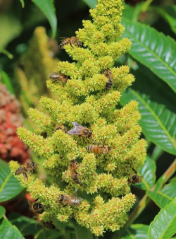 漆树花是什么样子的