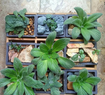 家庭养花用生根粉