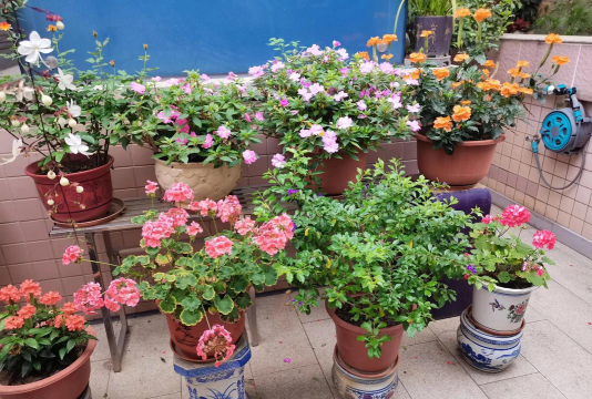 家庭养花用生根粉