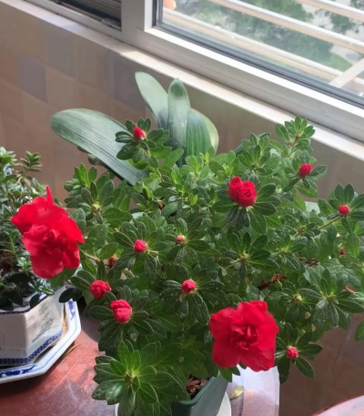 家庭养花用生根粉