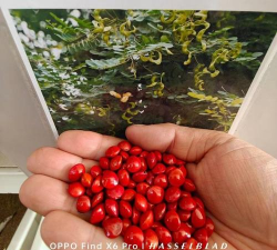 海红豆的种子怎么玩