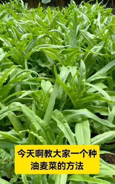 在家油麦菜怎么种植方法