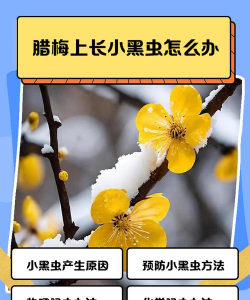 腊梅招虫子怎么办